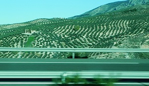 s-20121209 la mancha (16).jpg
